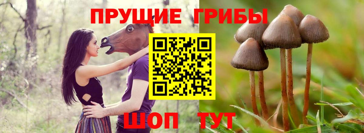 Галлюциногенные грибы Cubensis Строитель